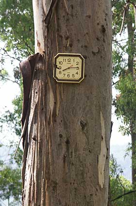 clock on tree